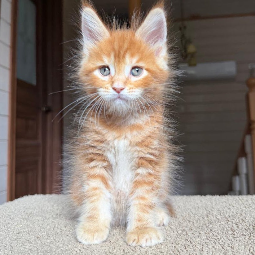 Alf Maine Coon male, red tabby with white