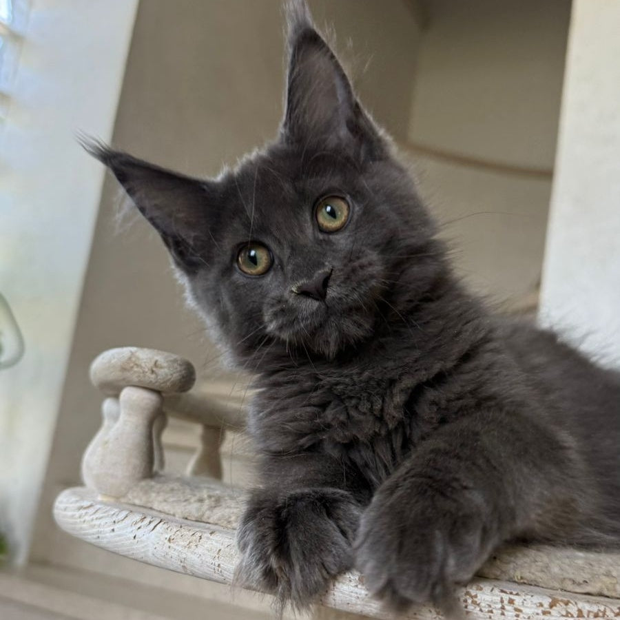 Jina Maine Coon female, blue silver with white