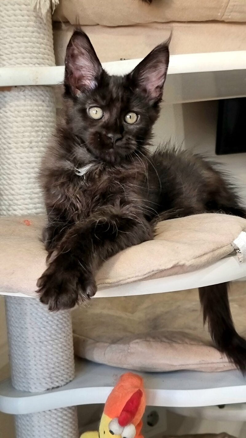 Debora Maine Coon female black with white - live animals
