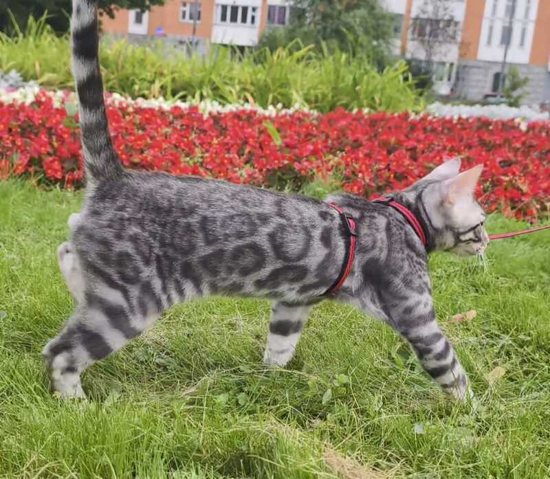Loki Bengal male, blue silver spotted tabby