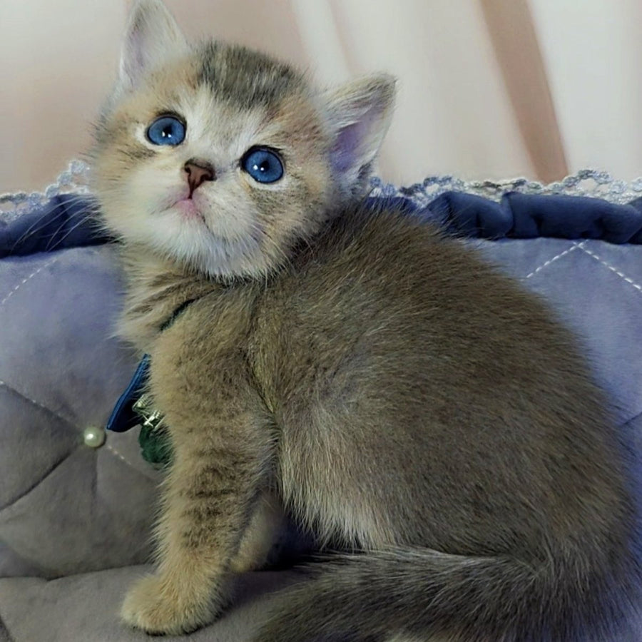 Toffee British Shorthair male, blue golden ticked tabby with white