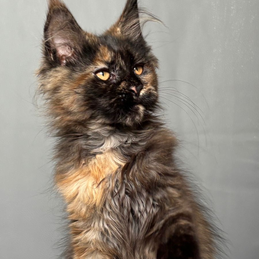Infinity Maine Coon female, black tortie