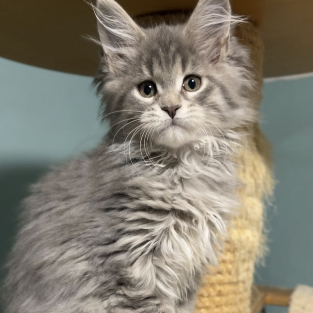 Hasta la Vista Maine Coon female, blue spotted tabby