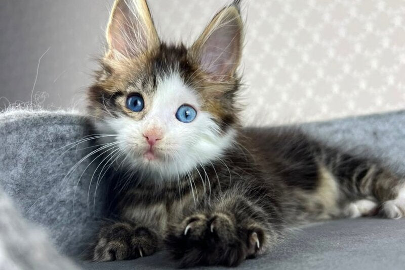 Penelope Maine Coon female, black tabby with white