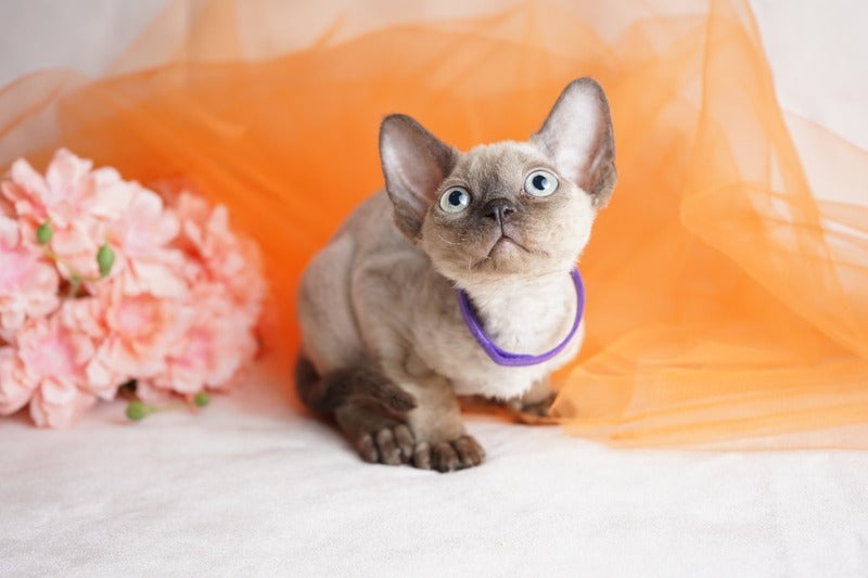 Nona Devon Rex female chocolate pointed - live animals