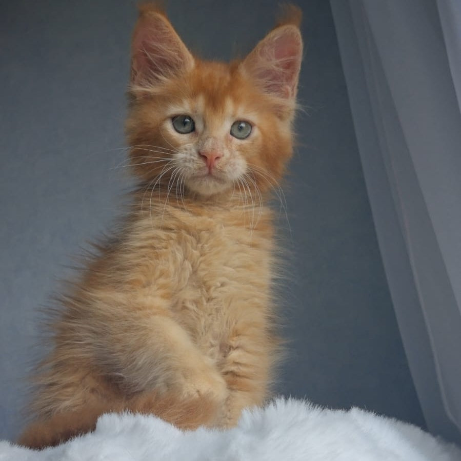 Princ Maine Coon male, red