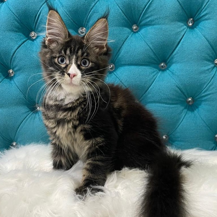 Urkhon Maine Coon male, black tabby with white