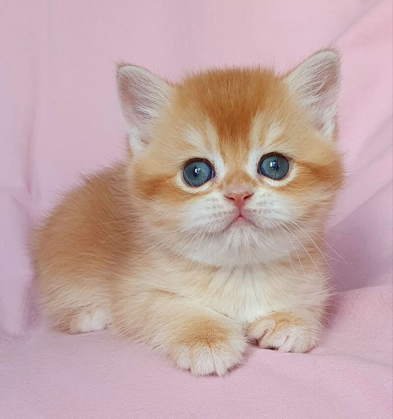 Teddy British Shorthair male, chocolate golden chinchilla