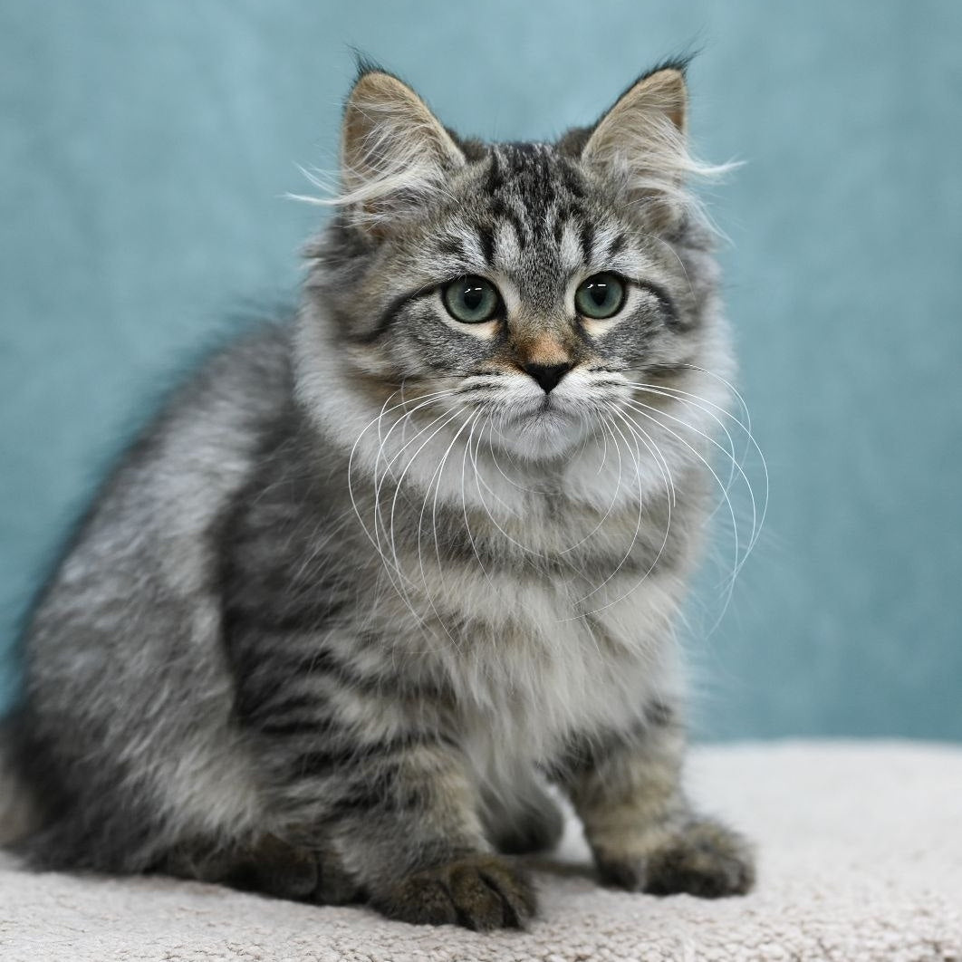 Jersi Siberian female, black spotted tabby