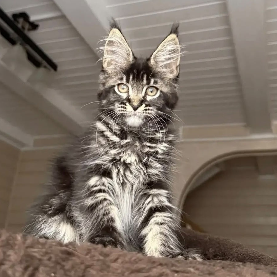 Chilli Maine Coon female, black tabby