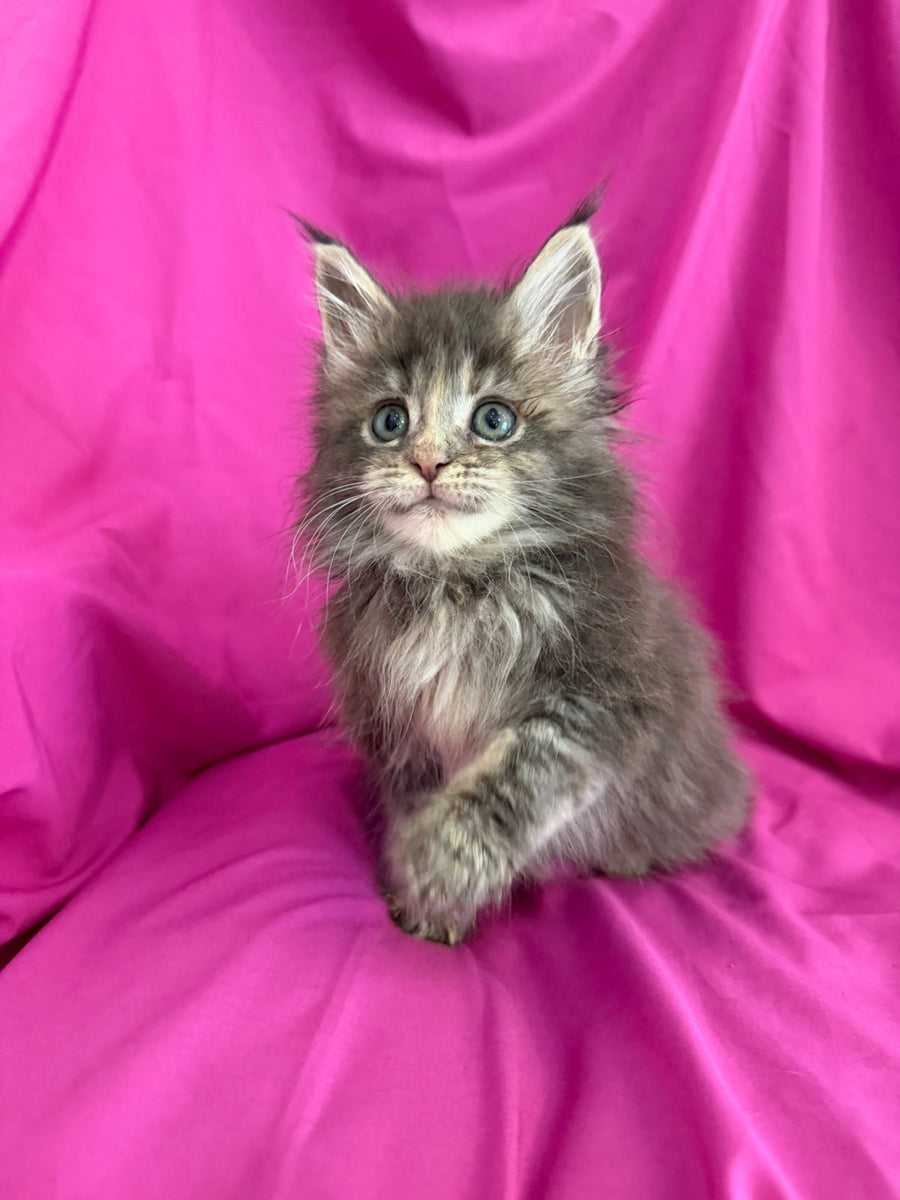 Wanessa Maine Coon female black tortie tabby live animals