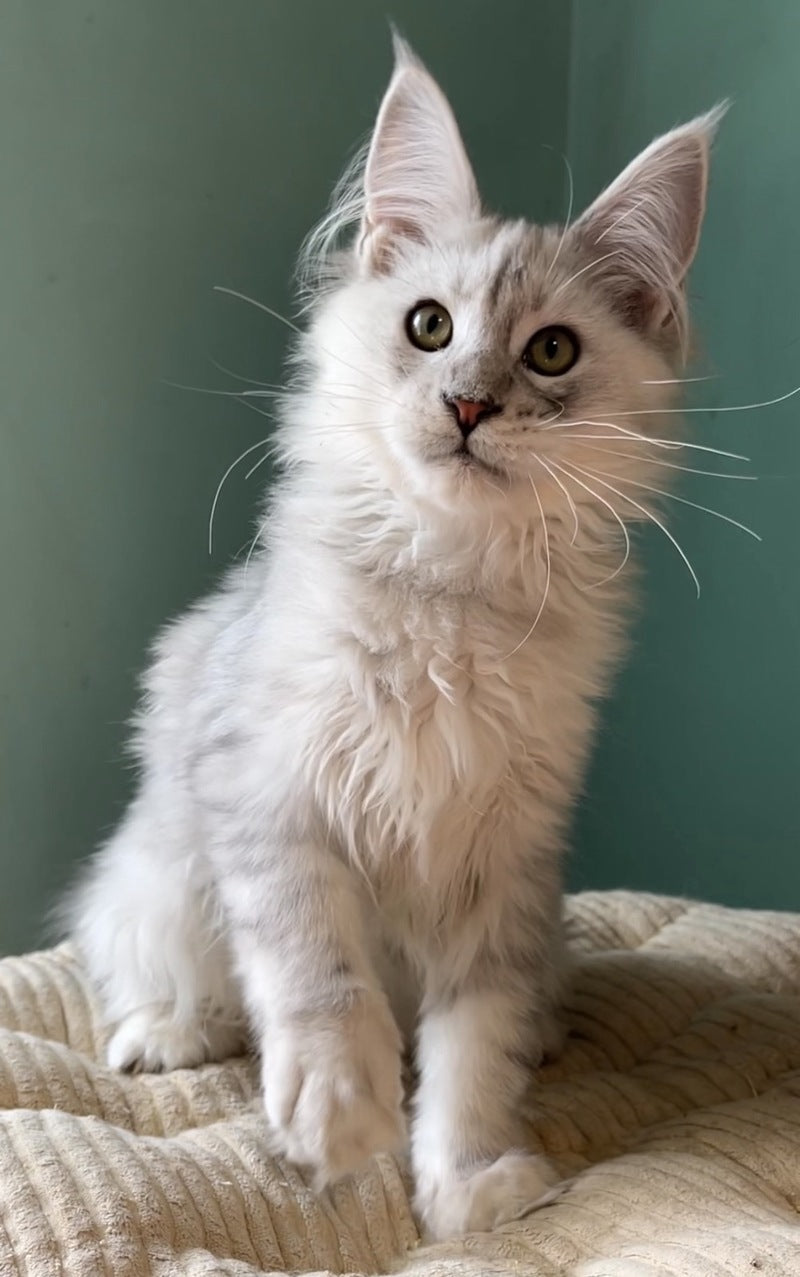 Bravo Maine Coon male, black silver shaded