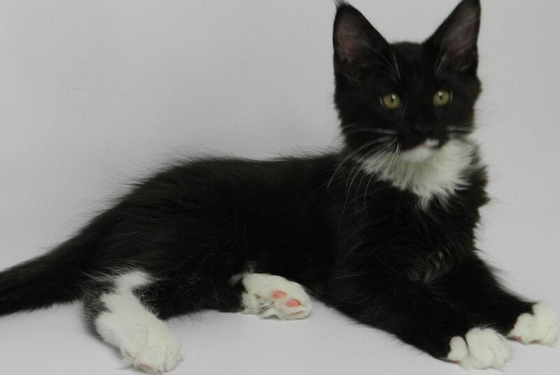 Diego Maine Coon male, black bicolour