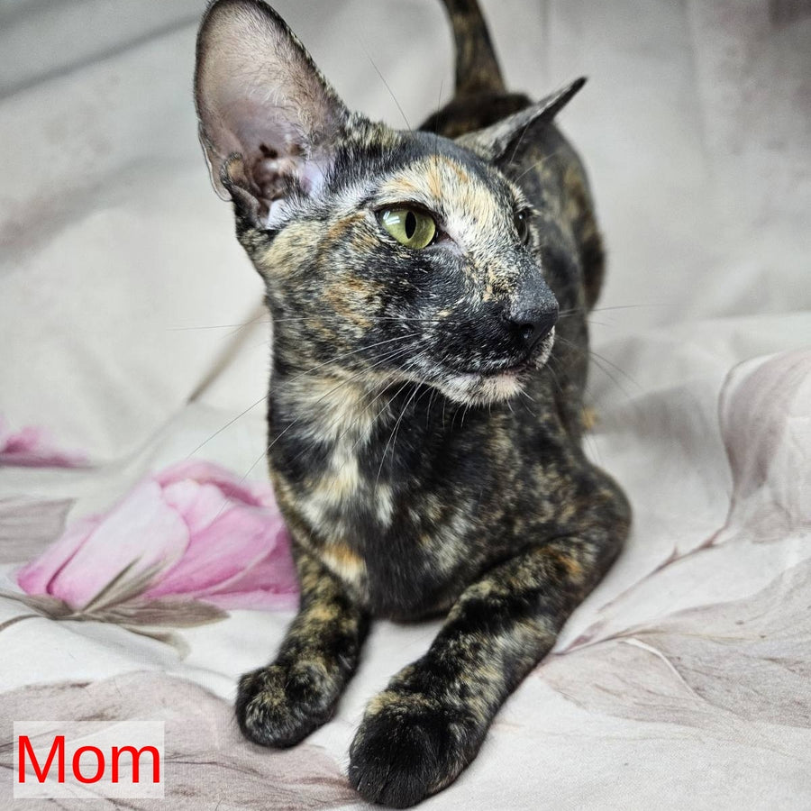Eclair Siamese male, red