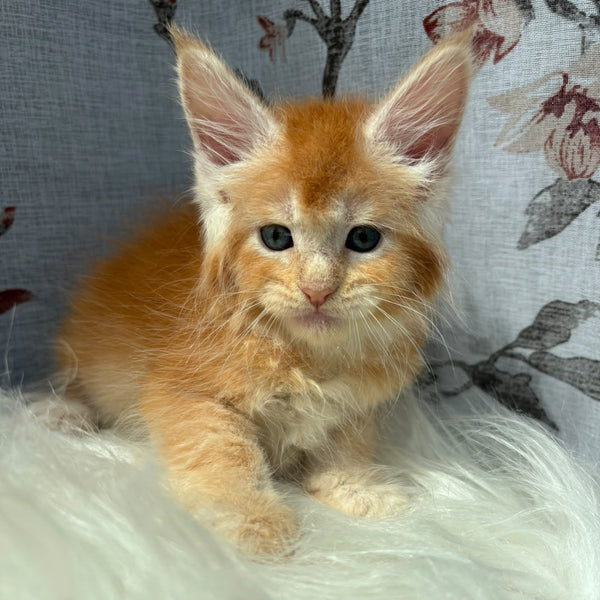 Chiko Maine Coon male, red silver ticked tabby