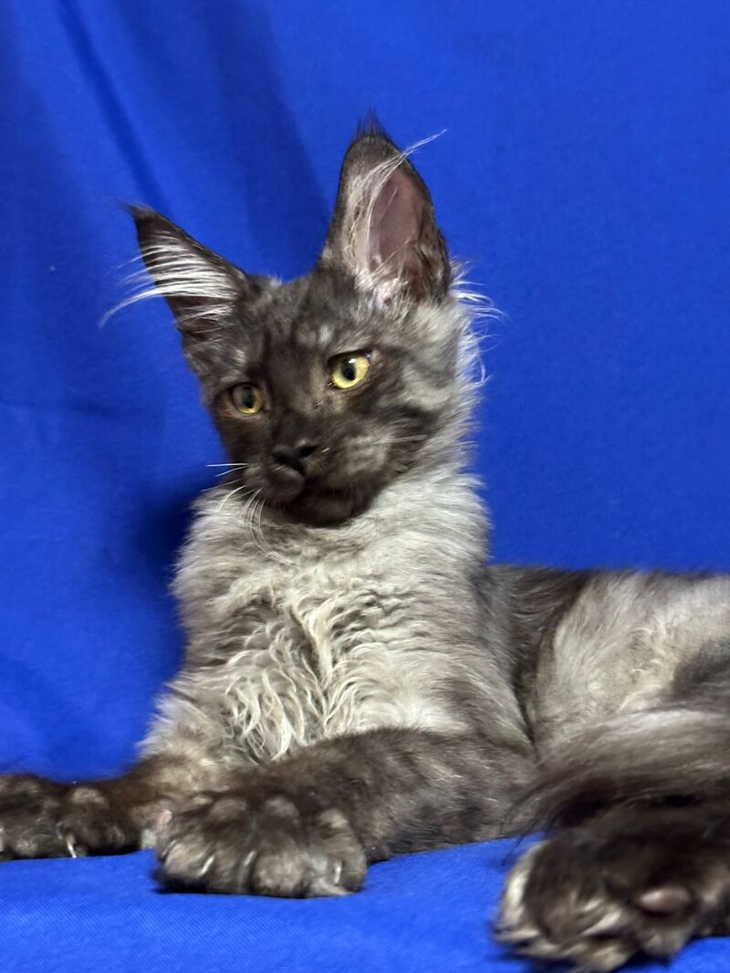 Banny Maine Coon male, black silver