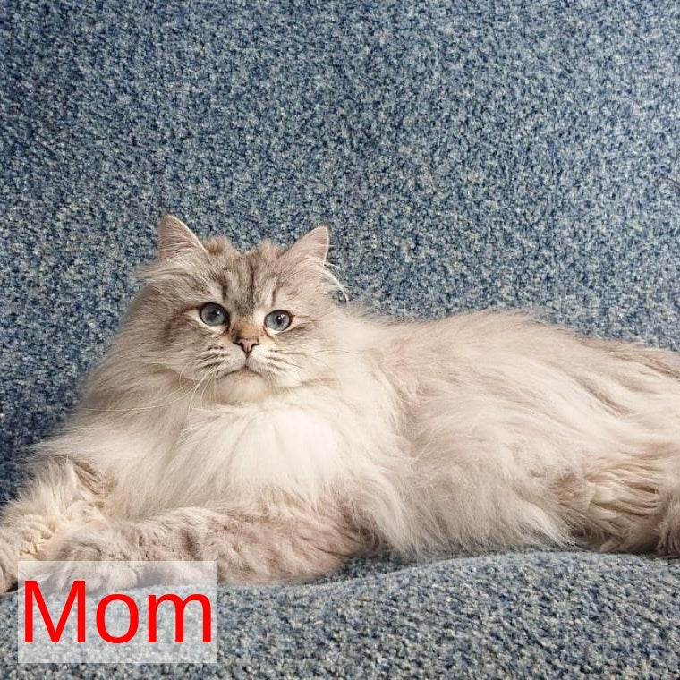 Karat Siberian male, black tabby pointed