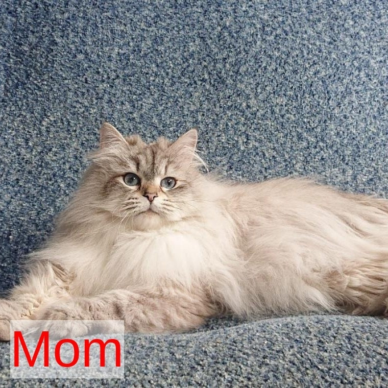 Kassey Siberian male, black tabby pointed