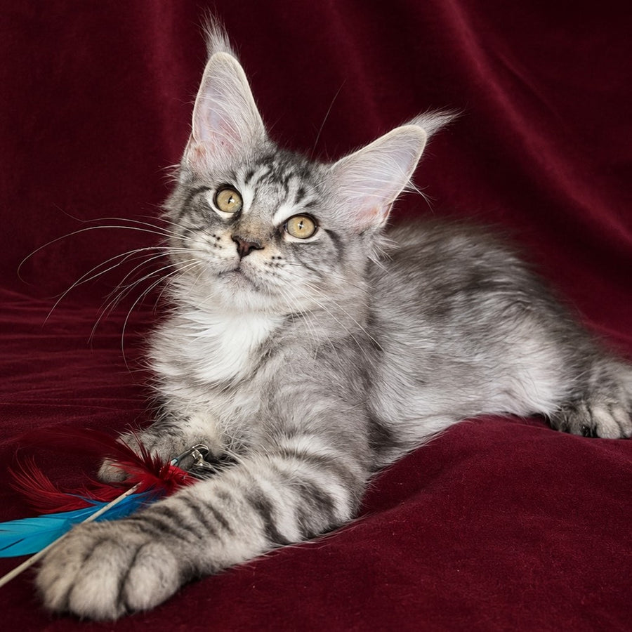 Ivory Maine Coon male, black silver tabby
