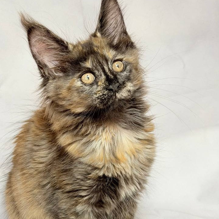 Lionella Maine Coon female, black tortie