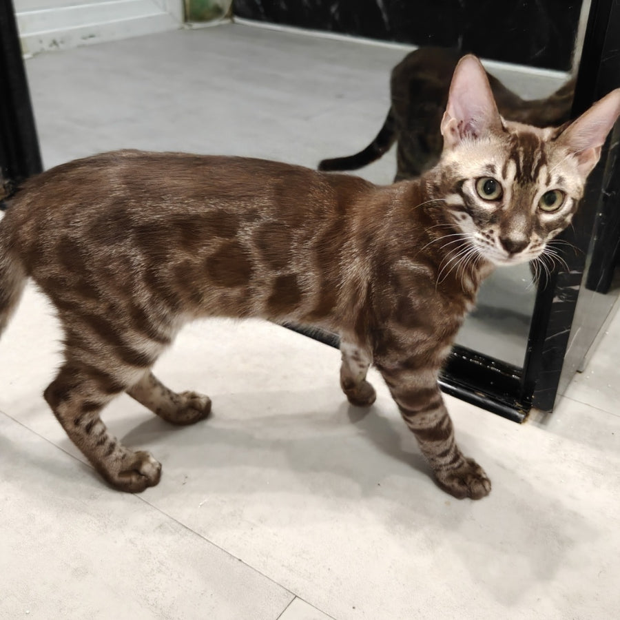 Jake Bengal male, black amber spotted tabby pointed