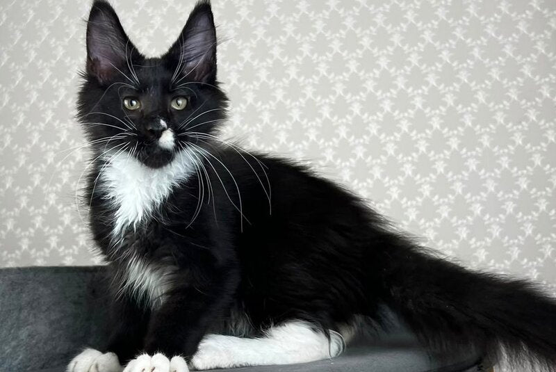 Oscar Maine Coon male, black bicolour