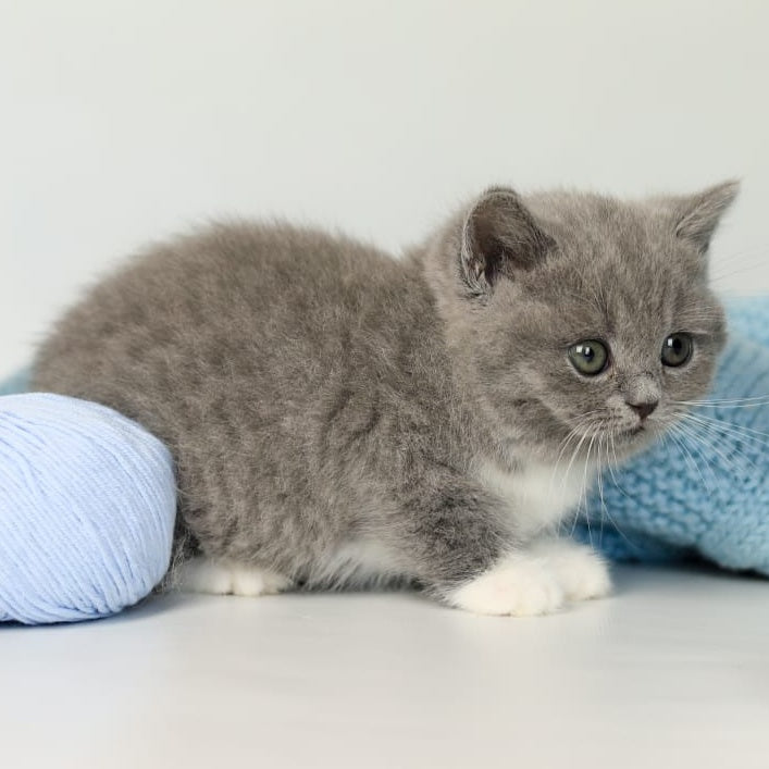 Petra British Shorthair female, blue bicolour