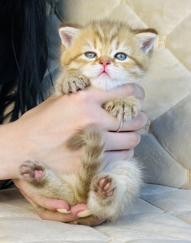 Evelyn British Shorthair female, cinnamon golden spotted tabby