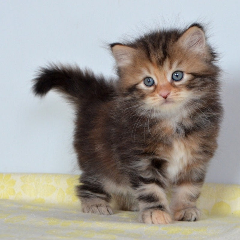 Talia Siberian female, black tortie tabby