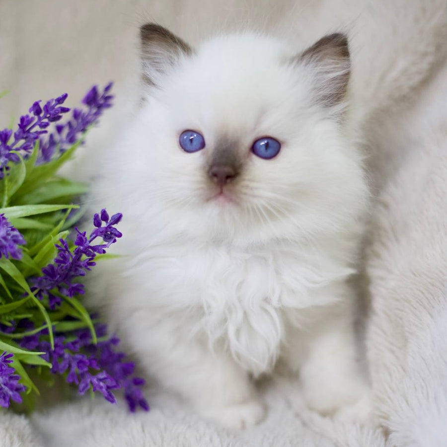 Kimi Ragdoll male, black mitted