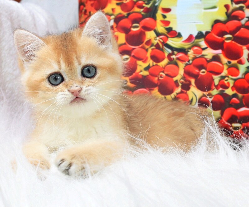 Ricky British Shorthair male, black golden shaded