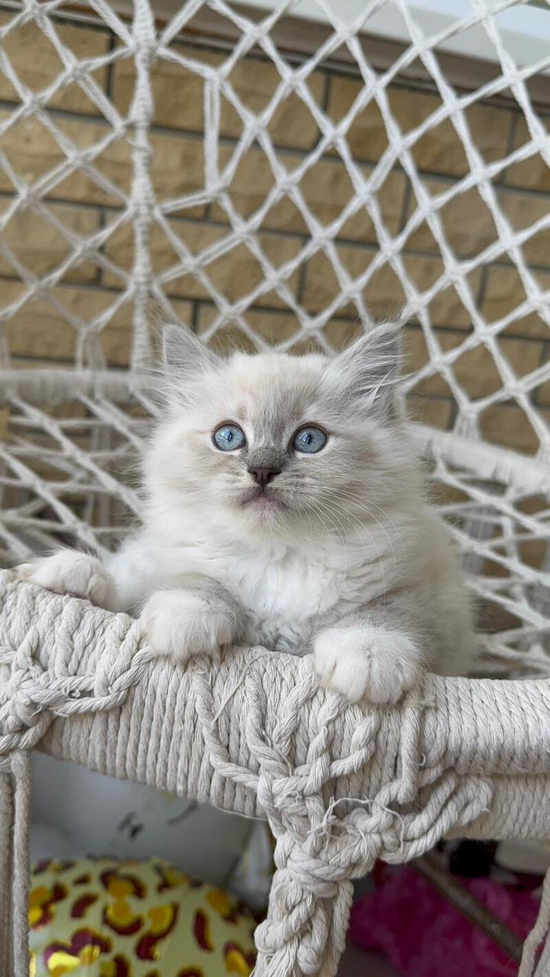 Even Siberian male, blue pointed bicolour