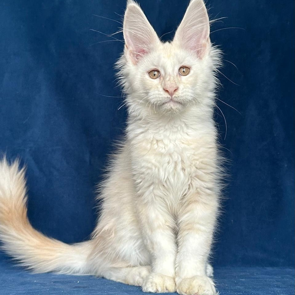 Large Sam Maine Coon male, red silver shaded