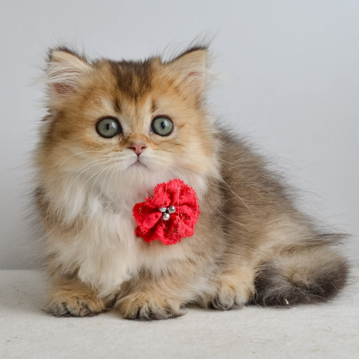 Ivie Munchkin female, black golden ticked tabby