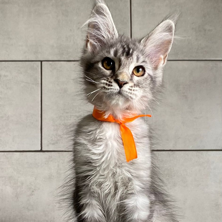 Ulksa Maine Coon polydactyl 6x6x6x6 female, black silver tabby