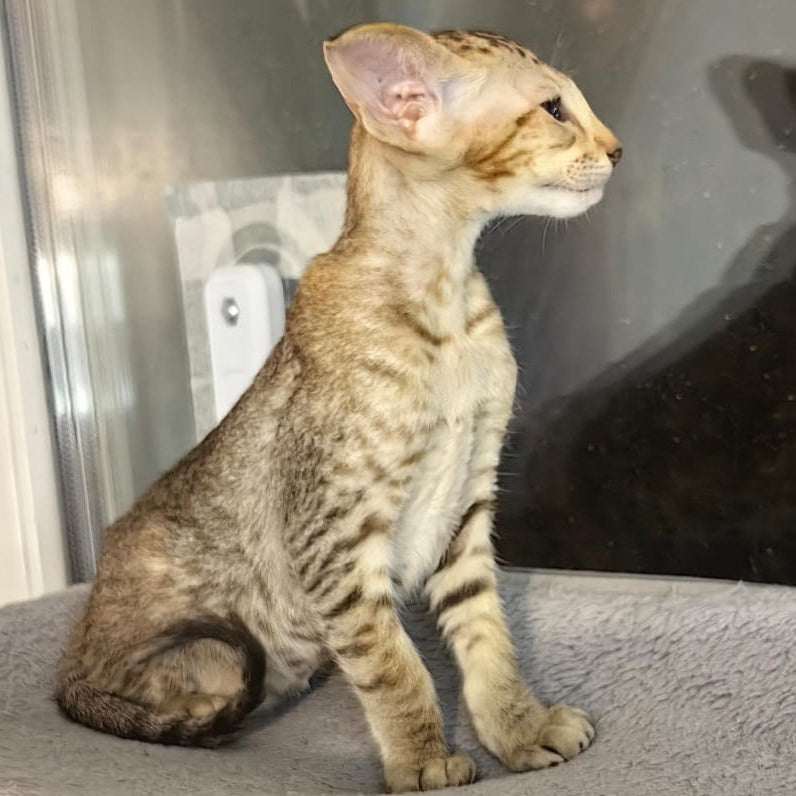 Plamya Oriental Shorthair female, chocolate tortie spotted tabby
