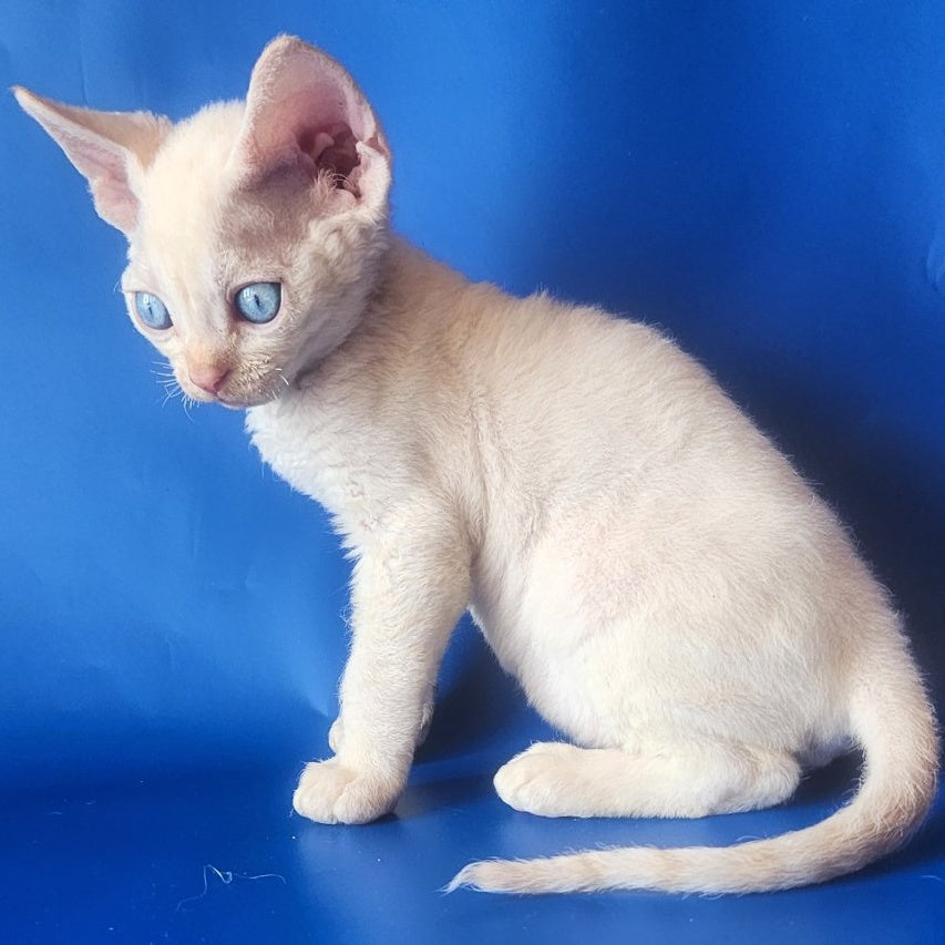 Marat Devon Rex male, chocolate tabby pointed