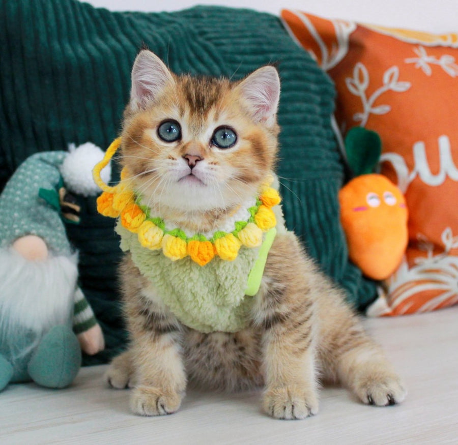 Quincy British Shorthair male, black golden ticked tabby