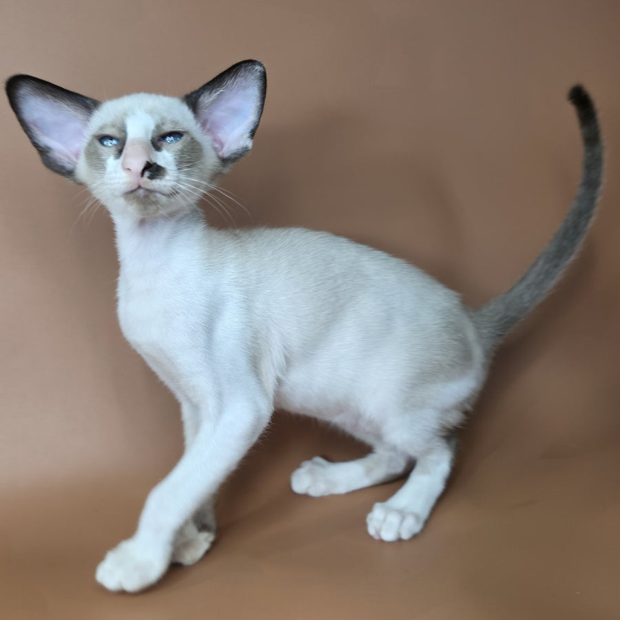 Ivory Siamese female, black bicolour