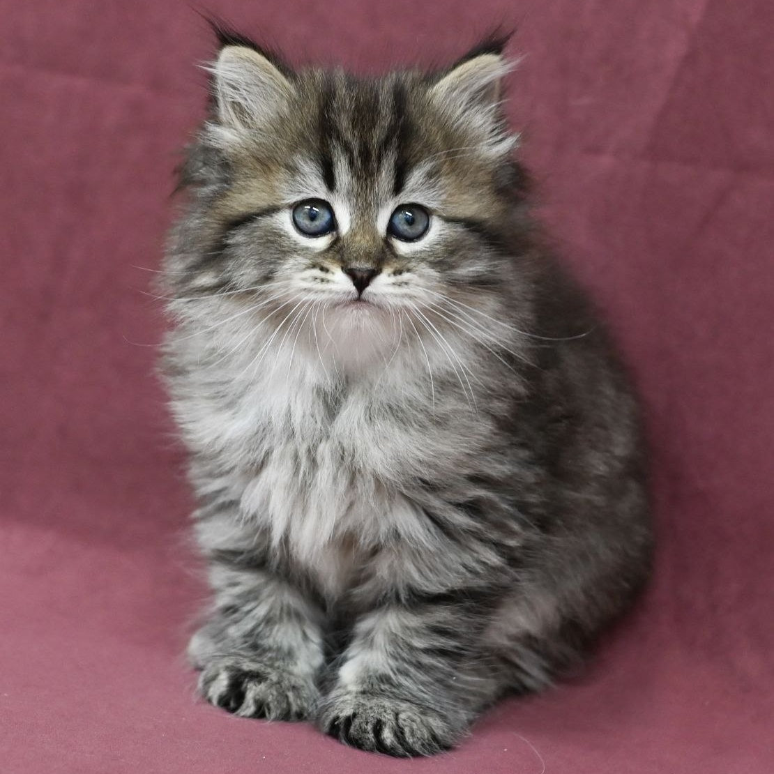 Margo Siberian female, black spotted tabby
