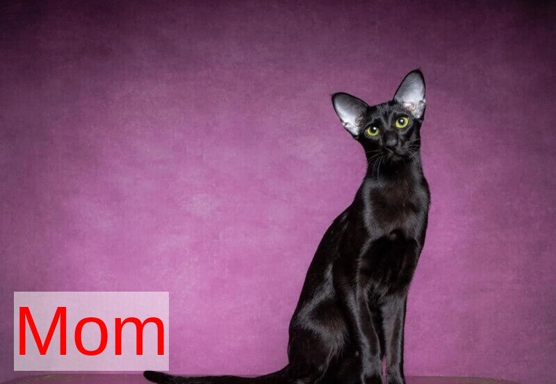 Romeo Oriental Shorthair male blue bicolour spotted tabby - live animals