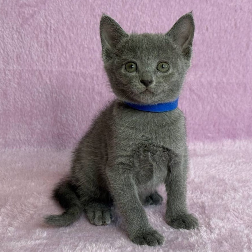 Leona Russian Blue female, blue