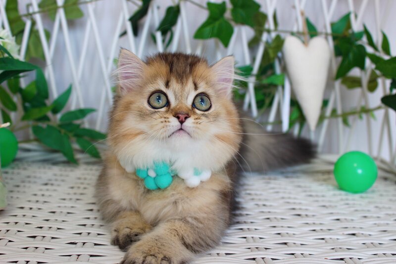 Calvin Munchkin male, chocolate golden ticked tabby