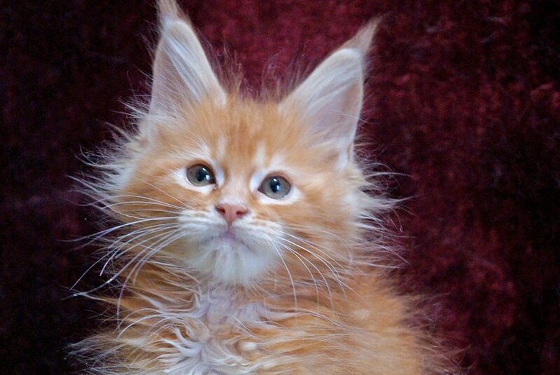 Orel Maine Coon male red silver tabby - live animals