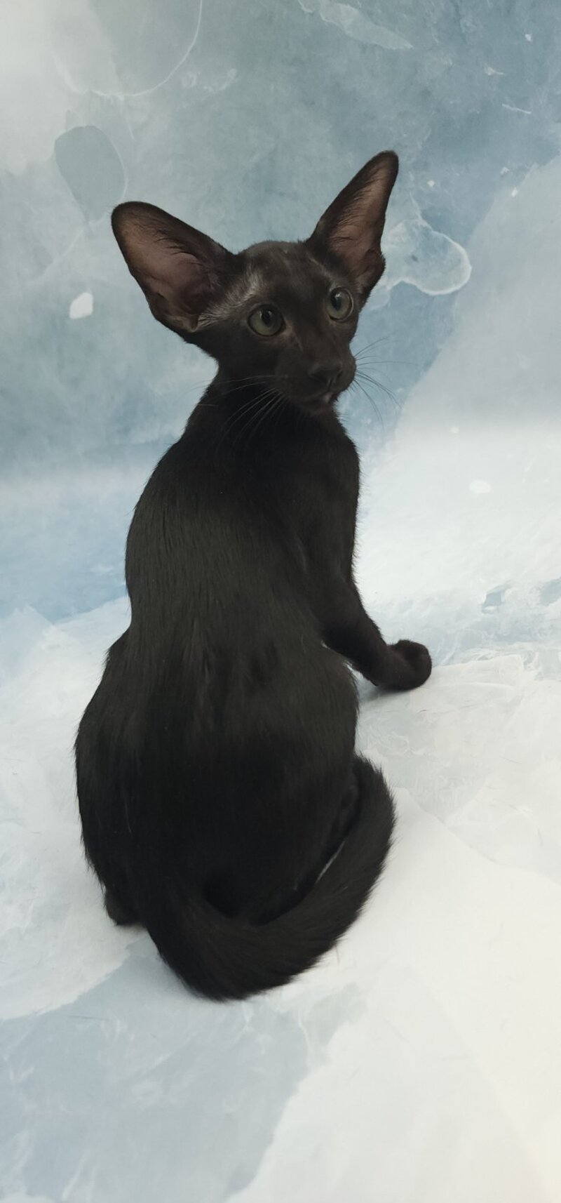 Otto Oriental Shorthair male, black
