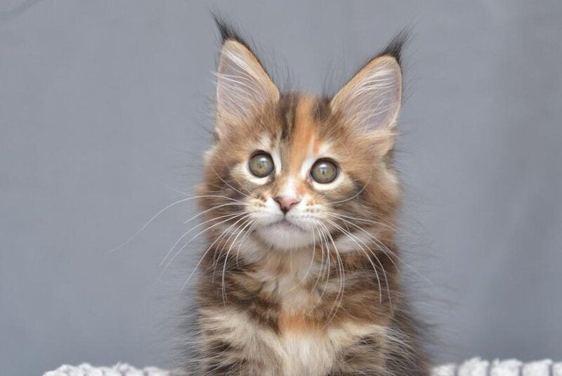 Vatrushka Maine Coon female black tortie with white tabby live animals