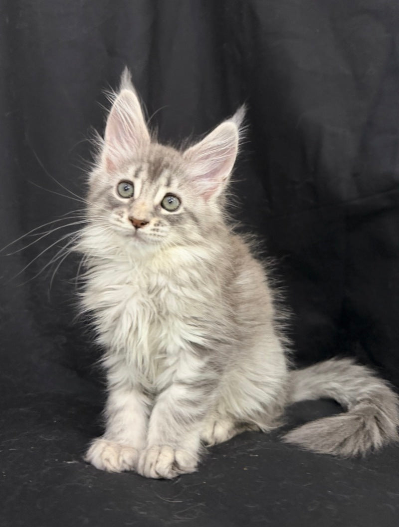 Zelda Maine Coon female, blue silver tabby
