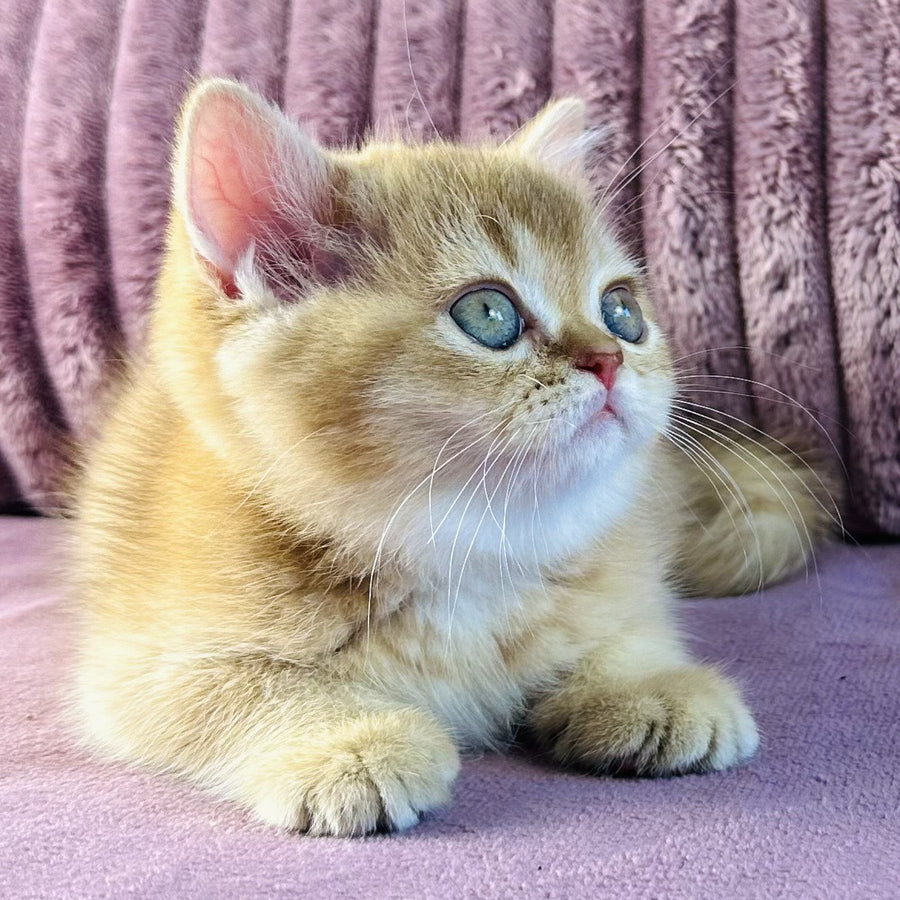 Golden Rose British Shorthair female, cinnamon golden shaded