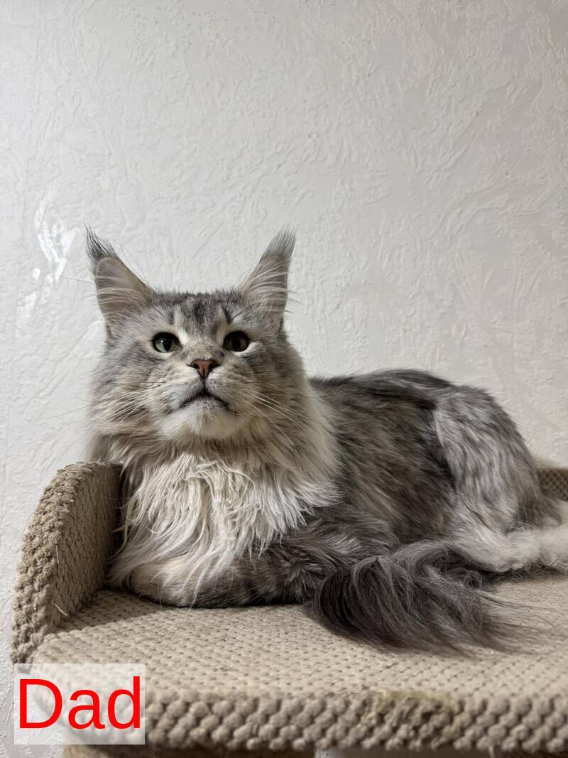 Italy Maine Coon female black tortie silver ticked tabby live animals