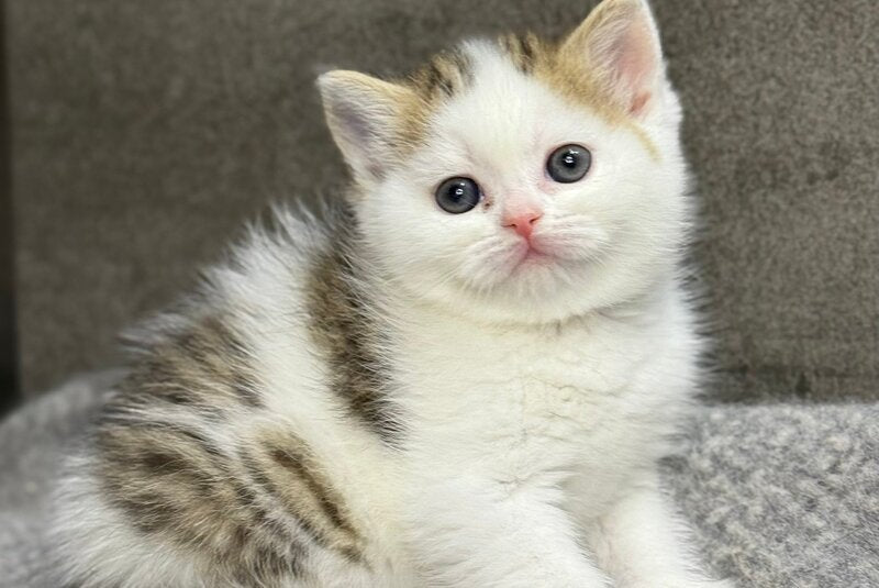 Yulka British Shorthair female, bicolour tabby with white